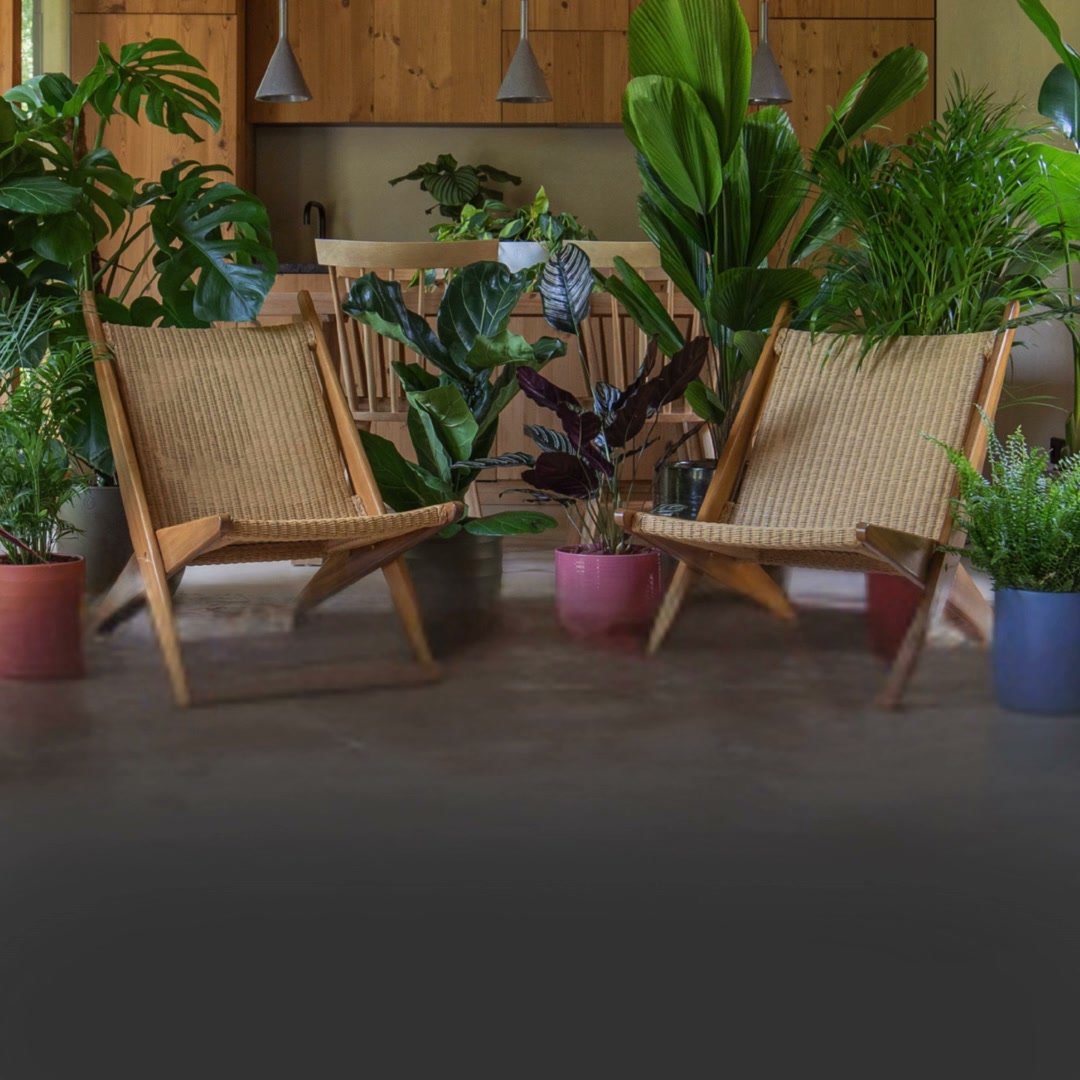 Plantas de Interior