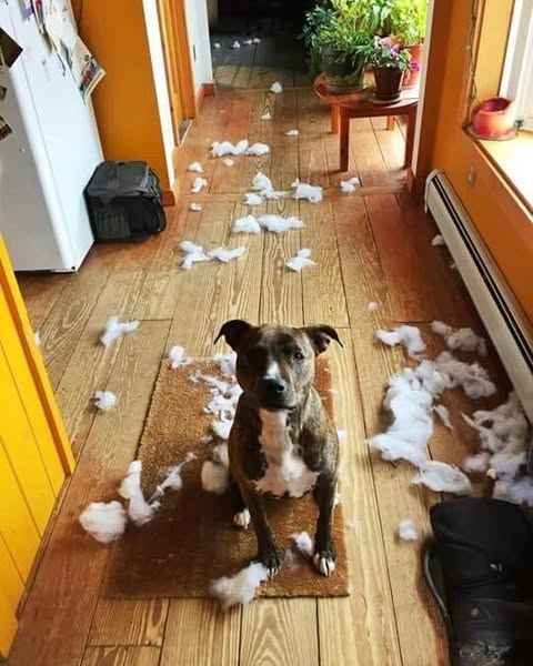 Discover the vet-approved "brain hack" that cures canine separation anxiety naturally and saves your furniture. Read the full story!