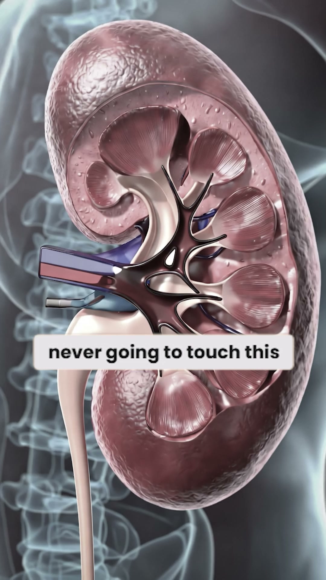 Support Your Kidneys Naturally