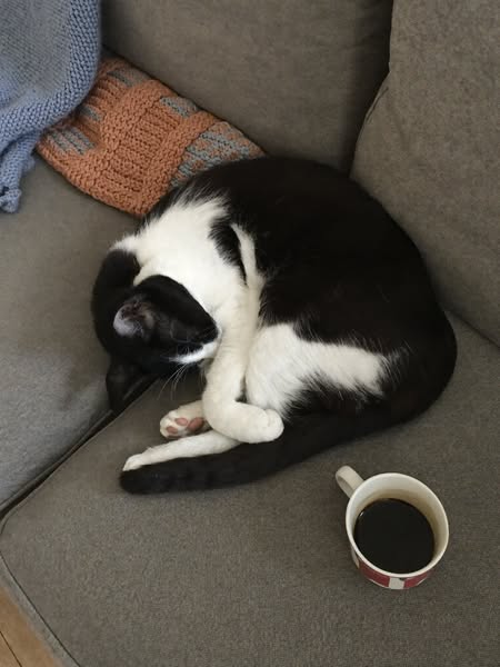 I Inherited My Mom's 14-Year-Old Cat. Nobody Warned Me About This.