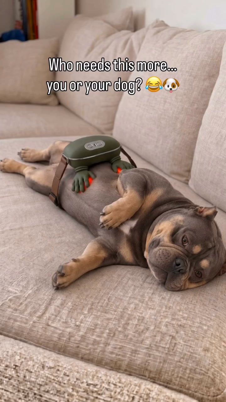 The Gift Every Dog Parent Actually Needs