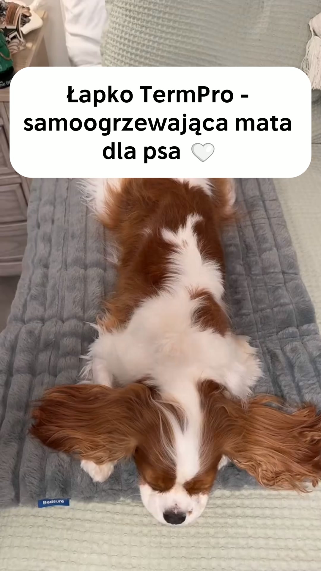 Nie pozwól pupilowi marznąć