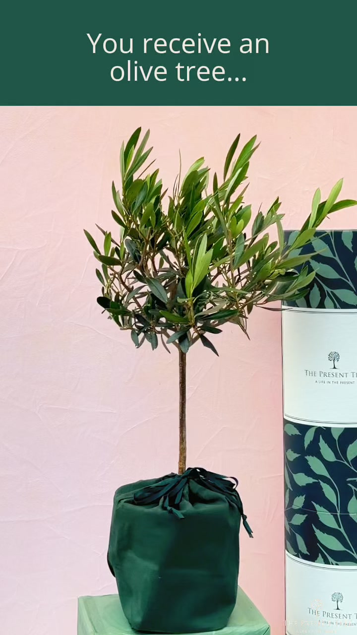 Beautifully Wrapped Tree Gifts