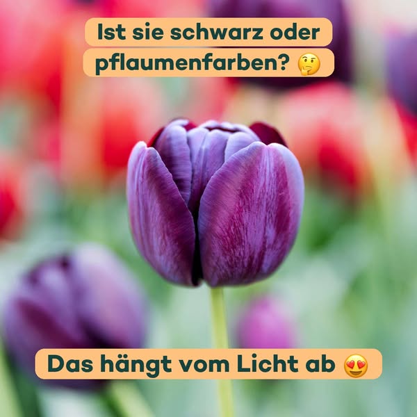 Schwarz oder pflaumenfarben? Das Licht entscheidet
