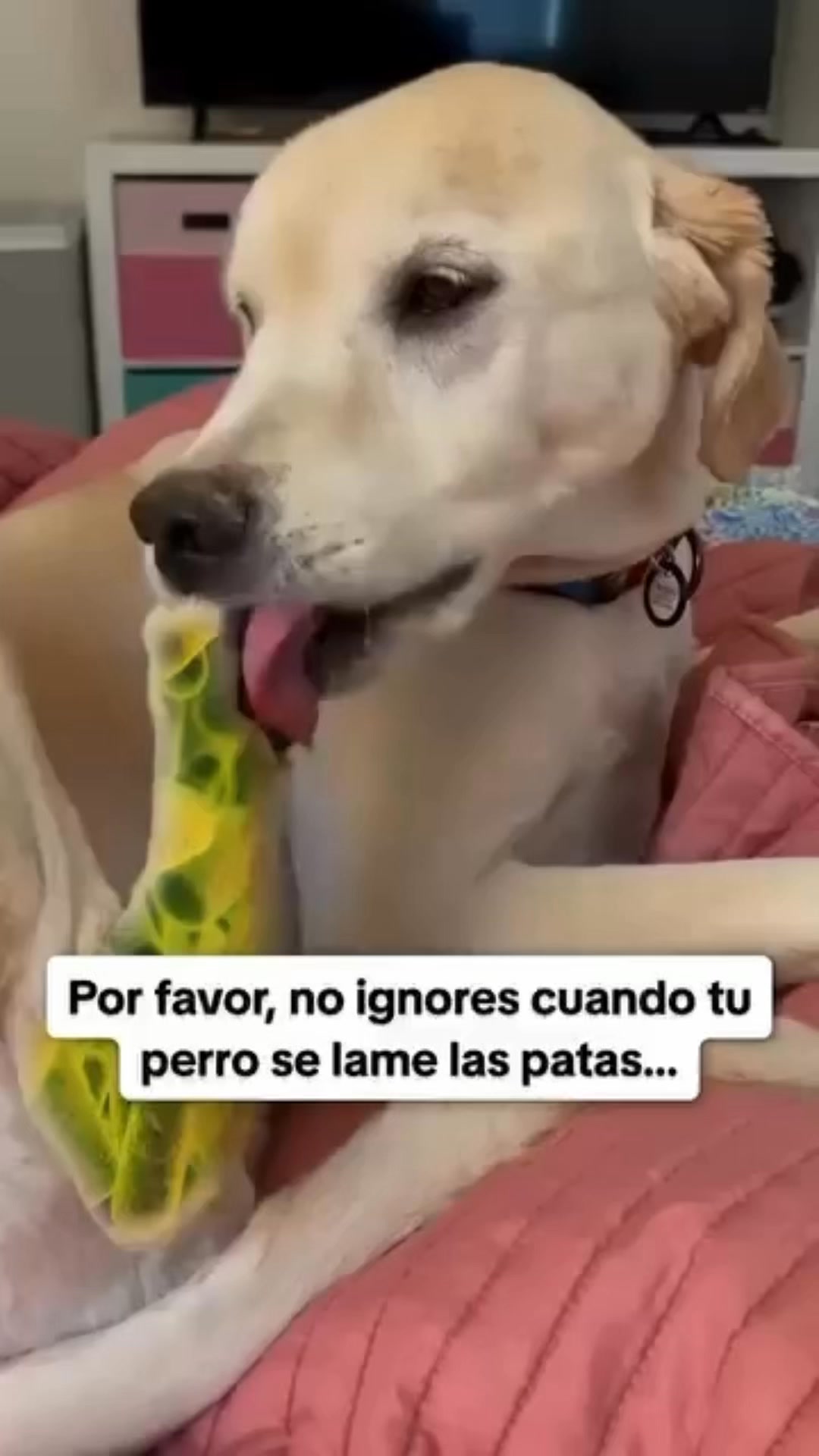 +50.000 perros ya lo usan