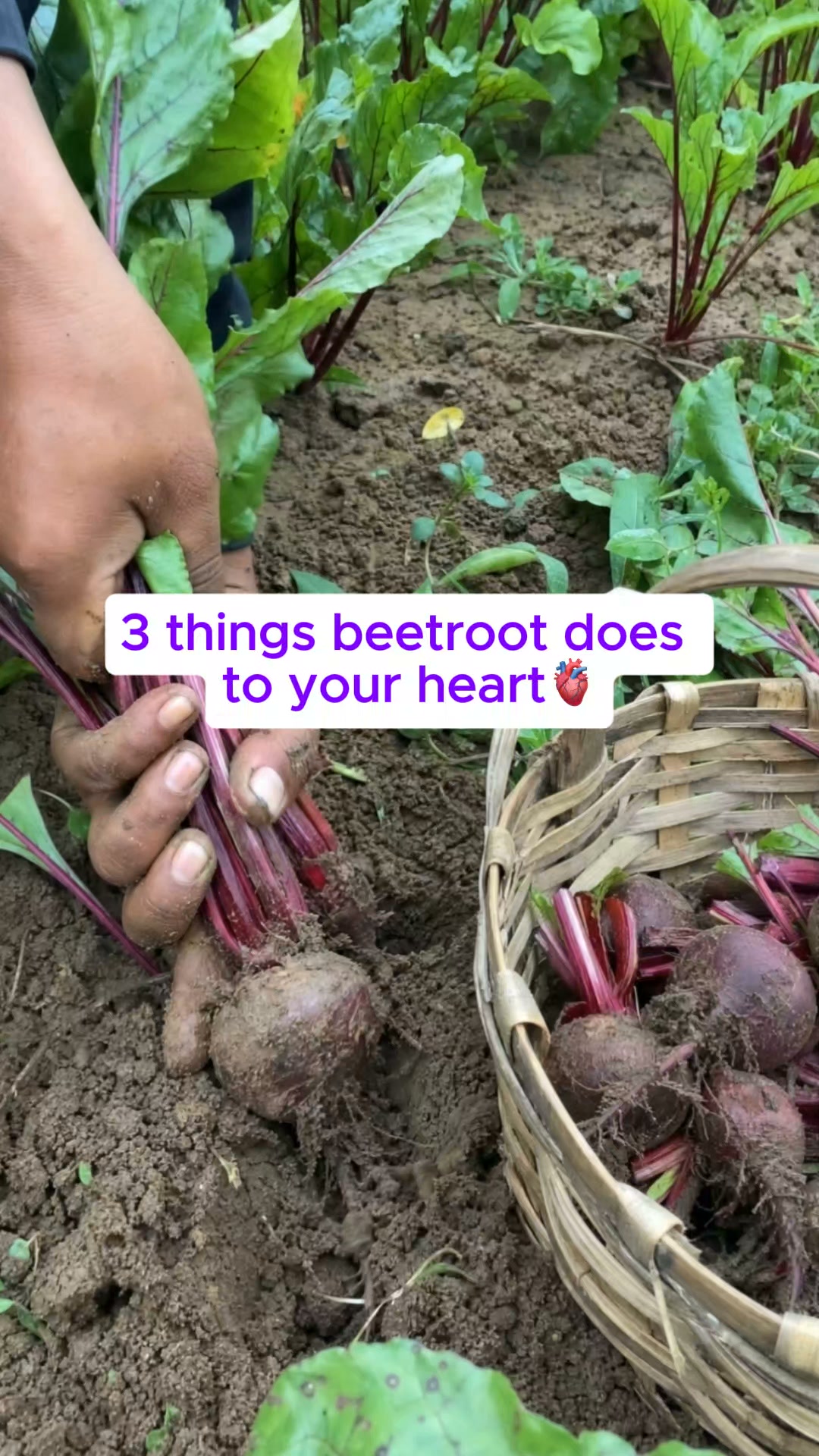 Beetroot Is Only Half The Solution