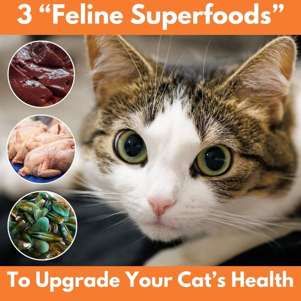 The Forgotten Foods of a Cat’s Diet