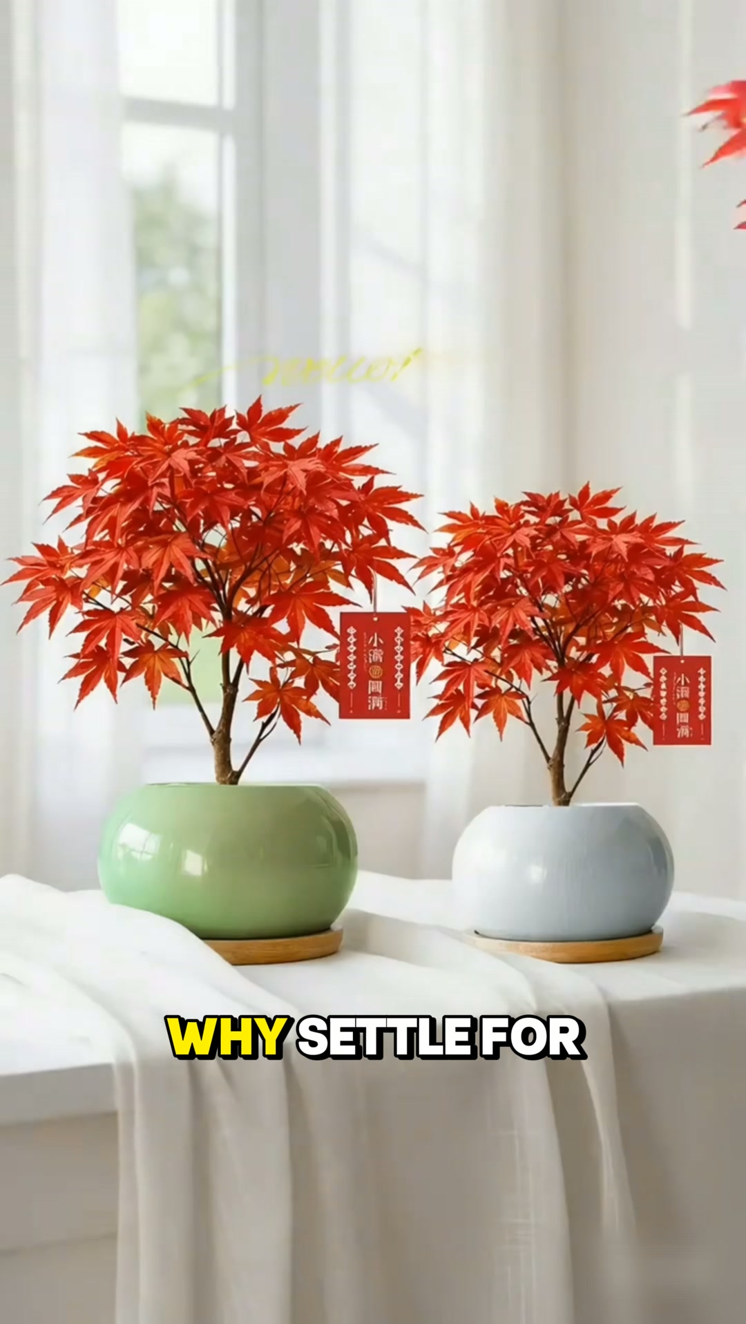 Red Dancer Japanese Maple Cuttings — Elegant Red Foliage