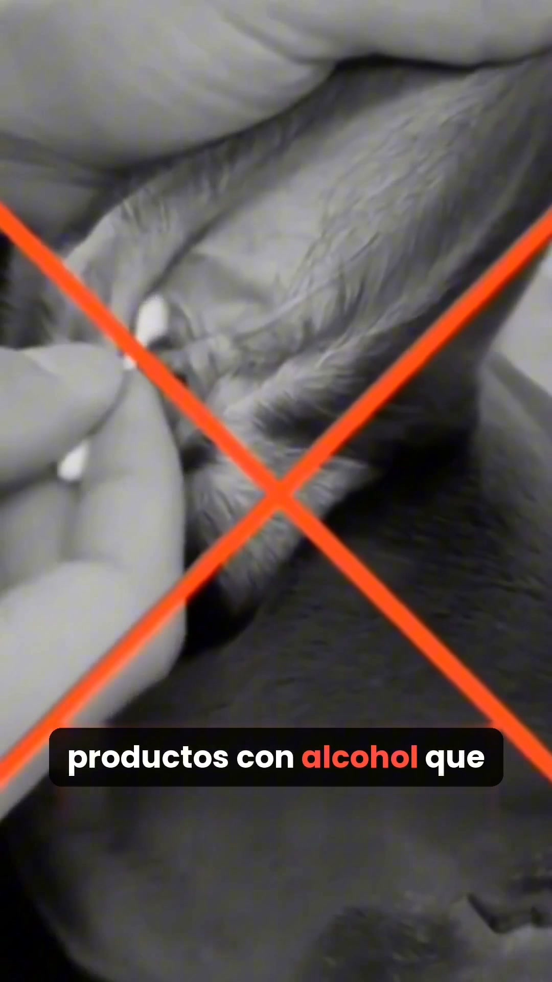En Peludos, la salud de tu perro está en buenas manos