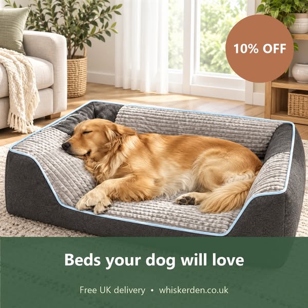 Beds your dog will love