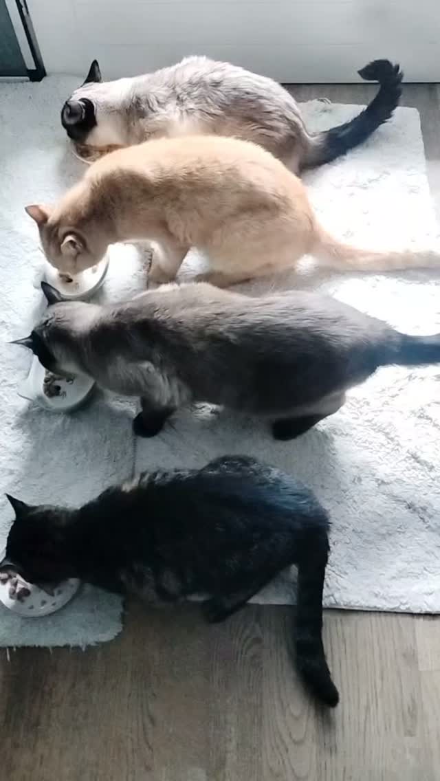 Anúncio de Zampe&Cuori