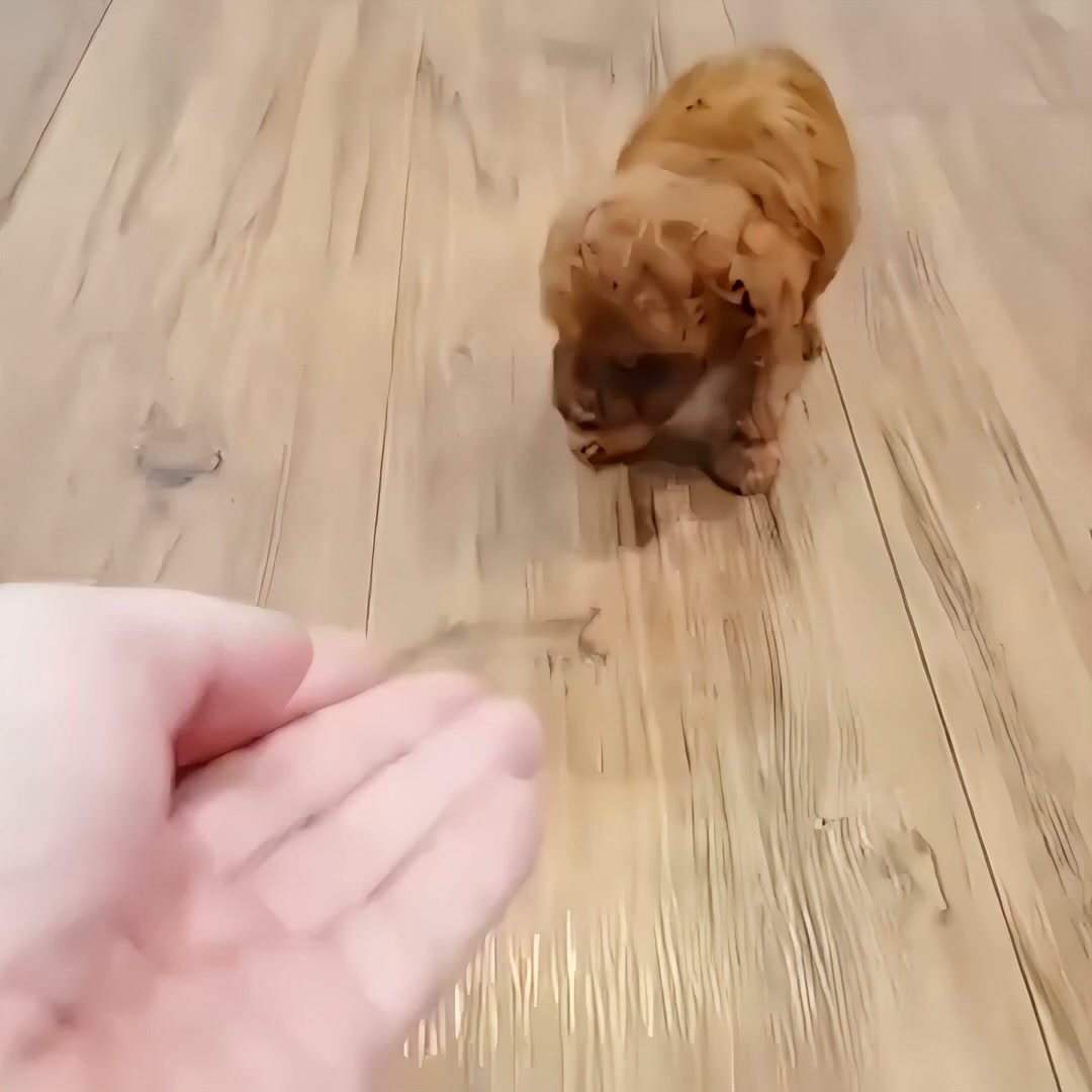 Le chiot, sans les contraintes