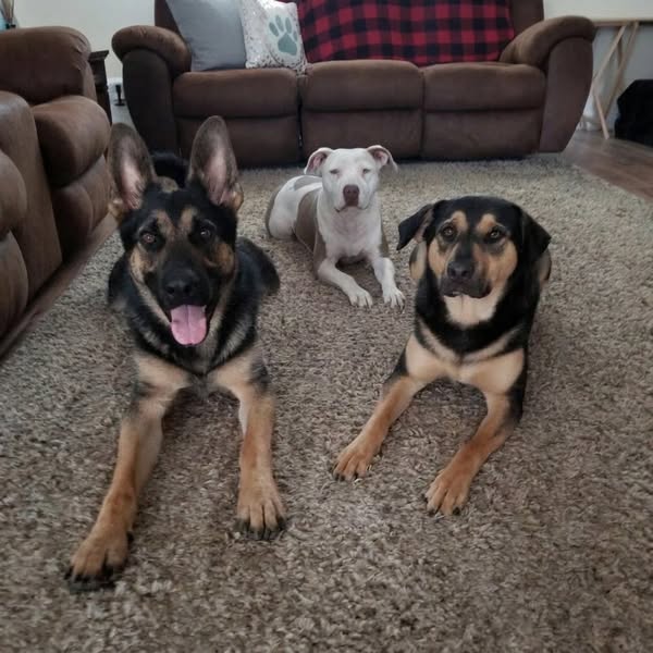 Die Hunde einer Familie wurden immer älter als 17..