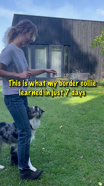 Get the revolutionary dog training book!