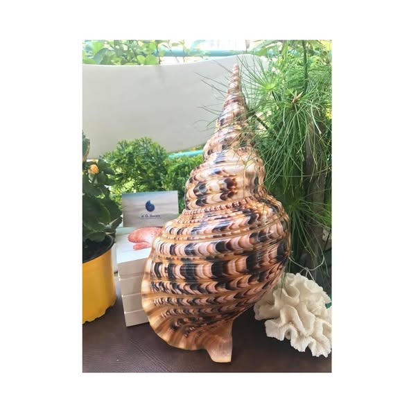 DECORATIVE WITH CONCH SHELL ROSE MUREX SHELL SEASHELL NATURAL SEASHELL in VIET NAM