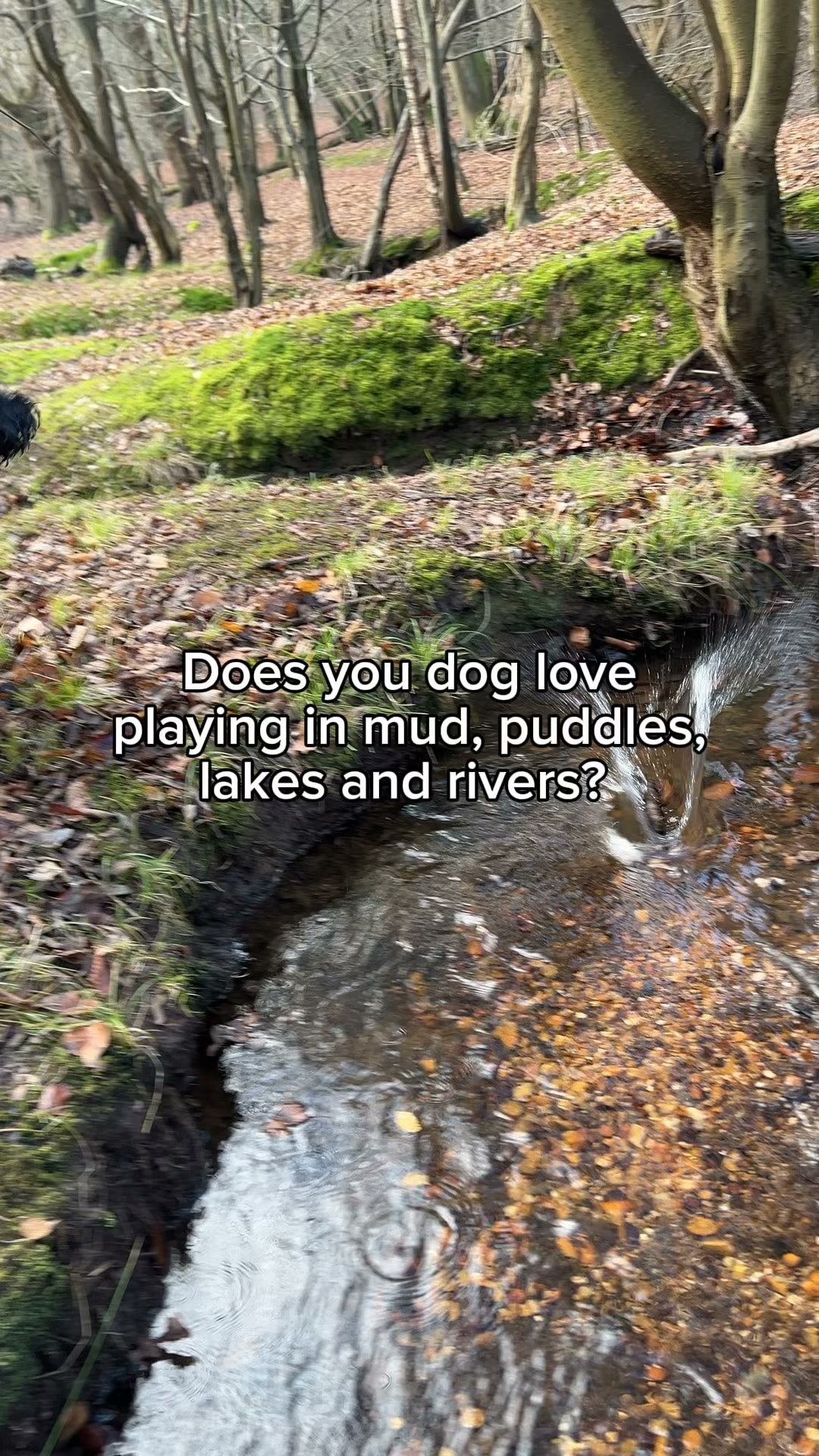No More Muddy Paw Prints!