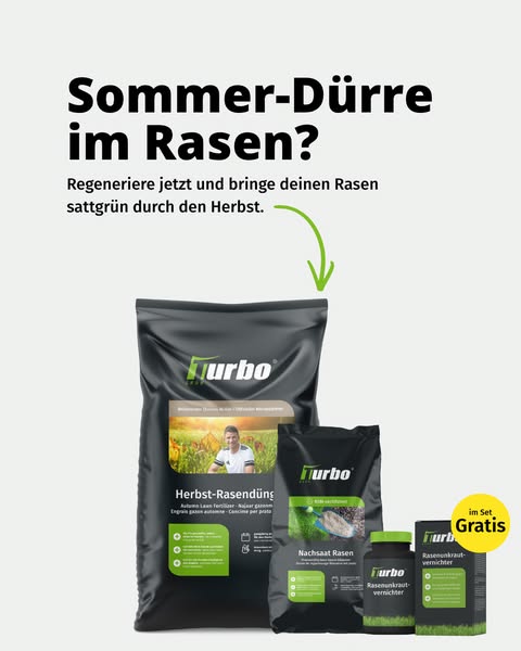 Rasen nach dem Sommer retten