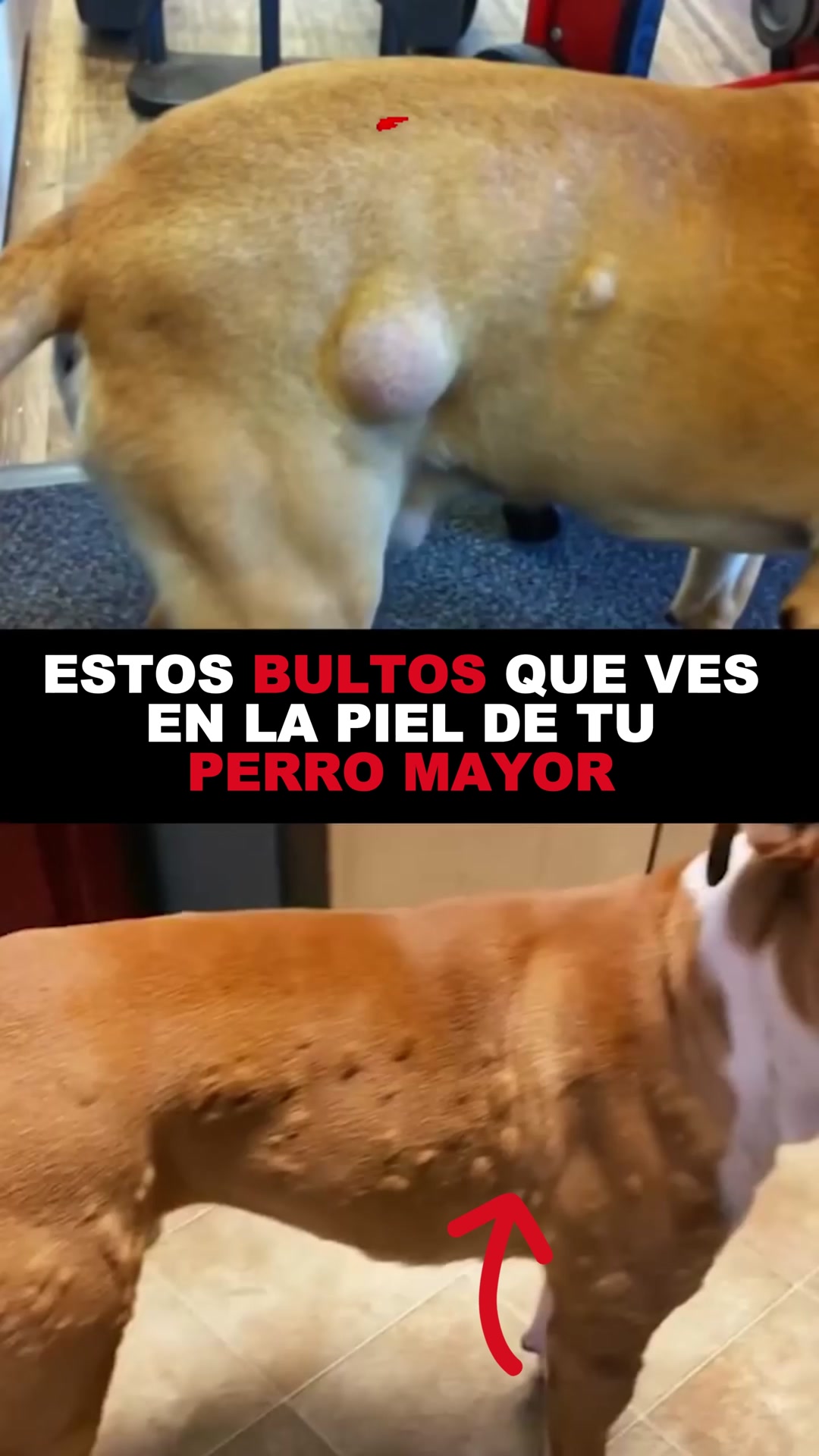 Envío GRATIS 24/48h