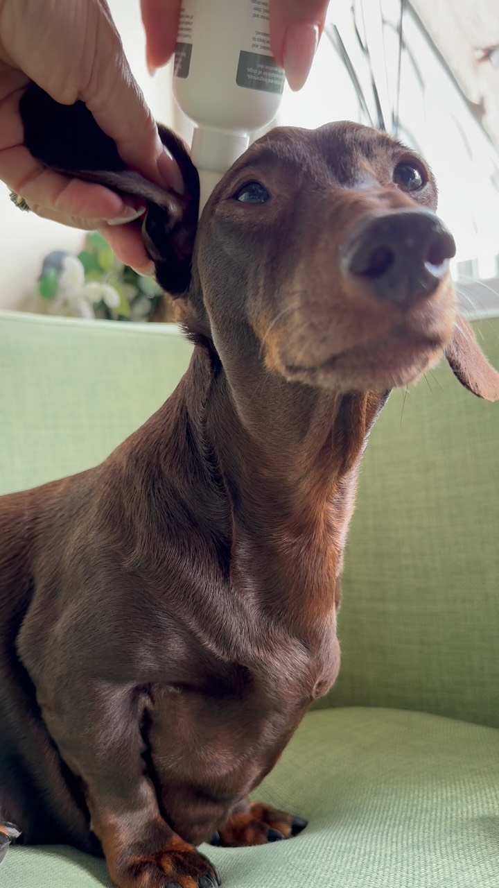 Anúncio de Anicura Natural Pet Solutions