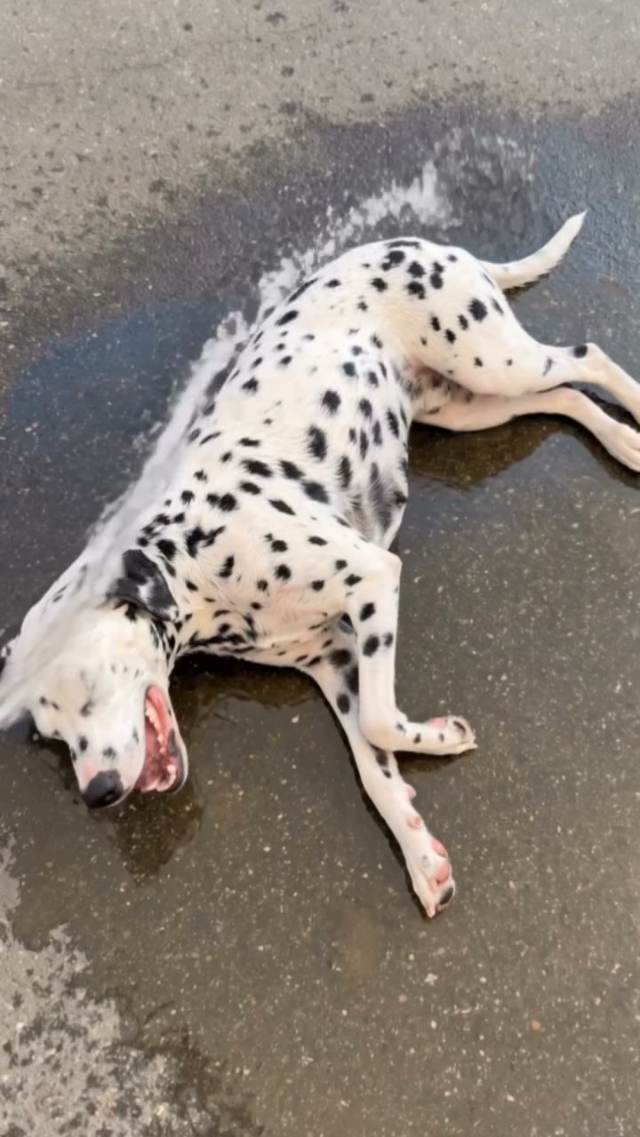 Keep Your Dog Cool All Summer Long