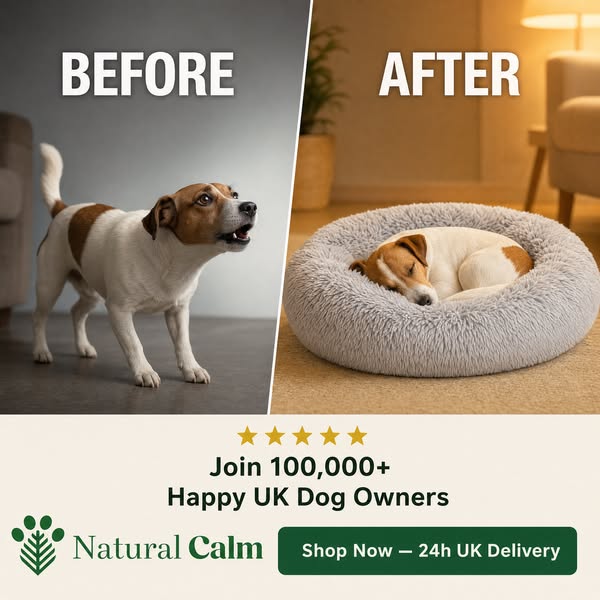 The Calming Dog Bed for Dogs Who Can't Settle
