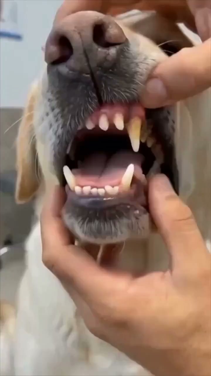 Mundreinigungsspray für Hunde und Katzen