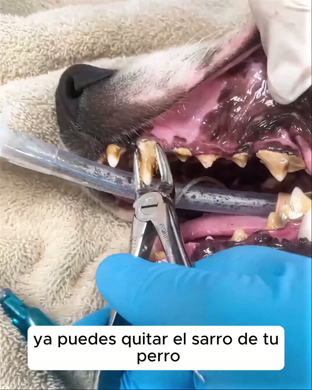 Kit Goldoris - Eliminador ultrasónico silencioso de placa y sarro para perros