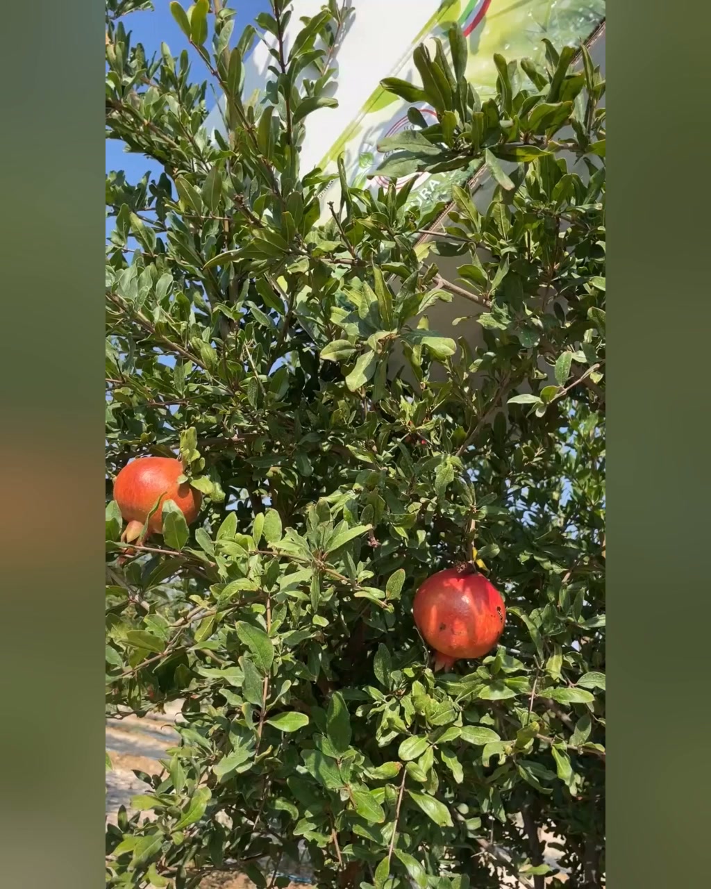 Melograno Siciliano: nuovo raccolto