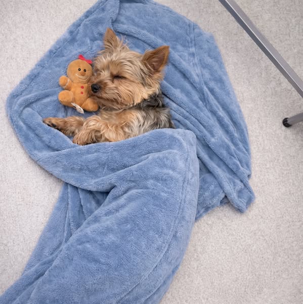 Lies das, wenn du einen Hund hast