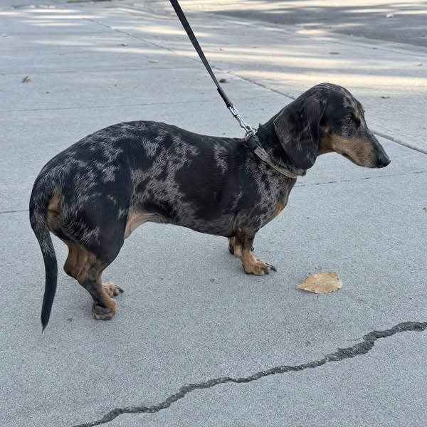 I don’t want to lose another pup