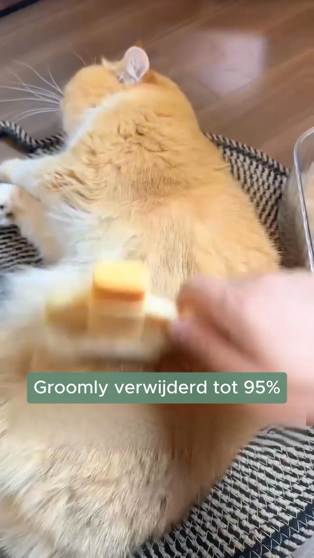 Ontdek Groomly. Speciaal ontwikkeld voor de verharing van jouw kat.