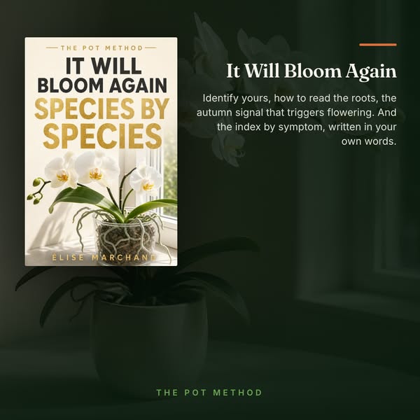 It Will Bloom Again