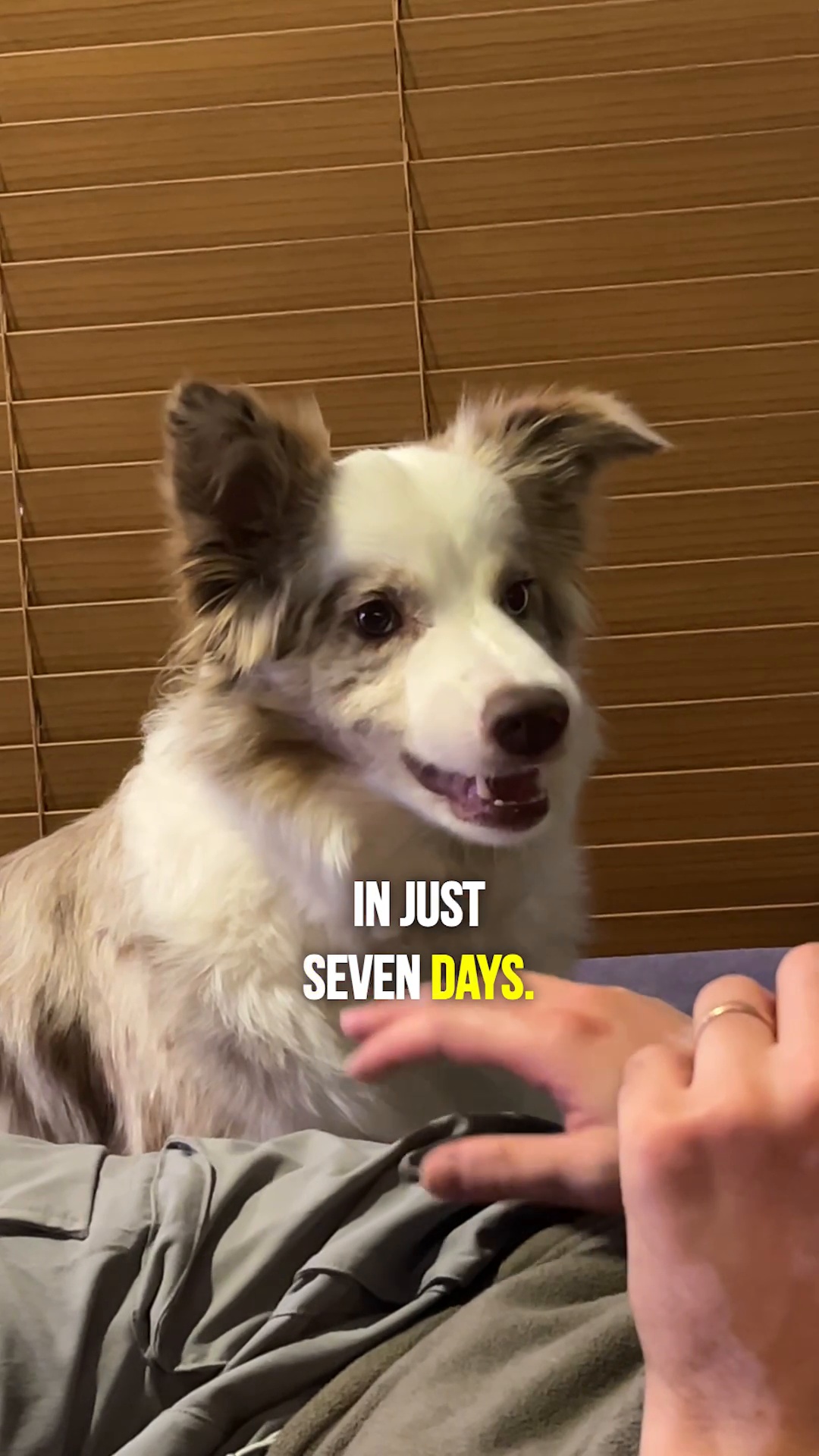 Get the revolutionary dog training book!