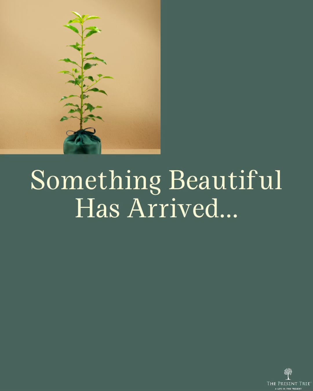 Beautifully Wrapped Tree Gifts