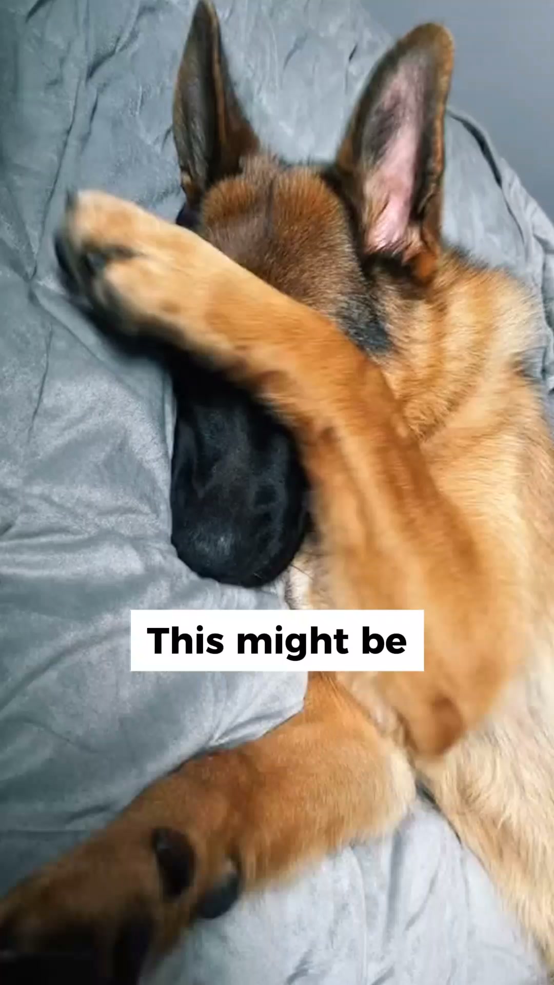 The One Thing Your Dog Actually Needs