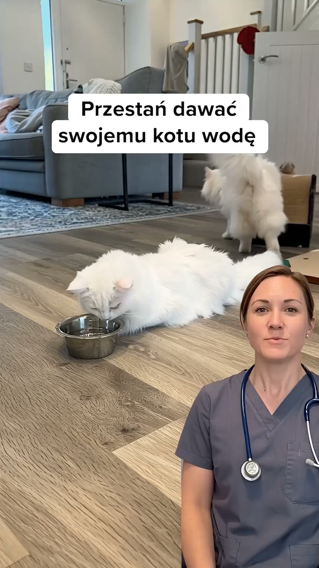 Dlaczego weterynarz poleca właśnie tę fontannę?