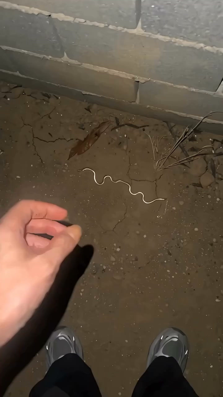 Wait… Is That a Real Snake?
