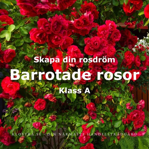 Barrotade rosor för höstens plantering