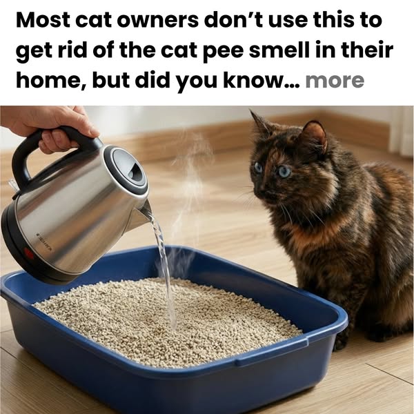 Get Rid of the Cat Pee Smell In Your Home (MUST READ)