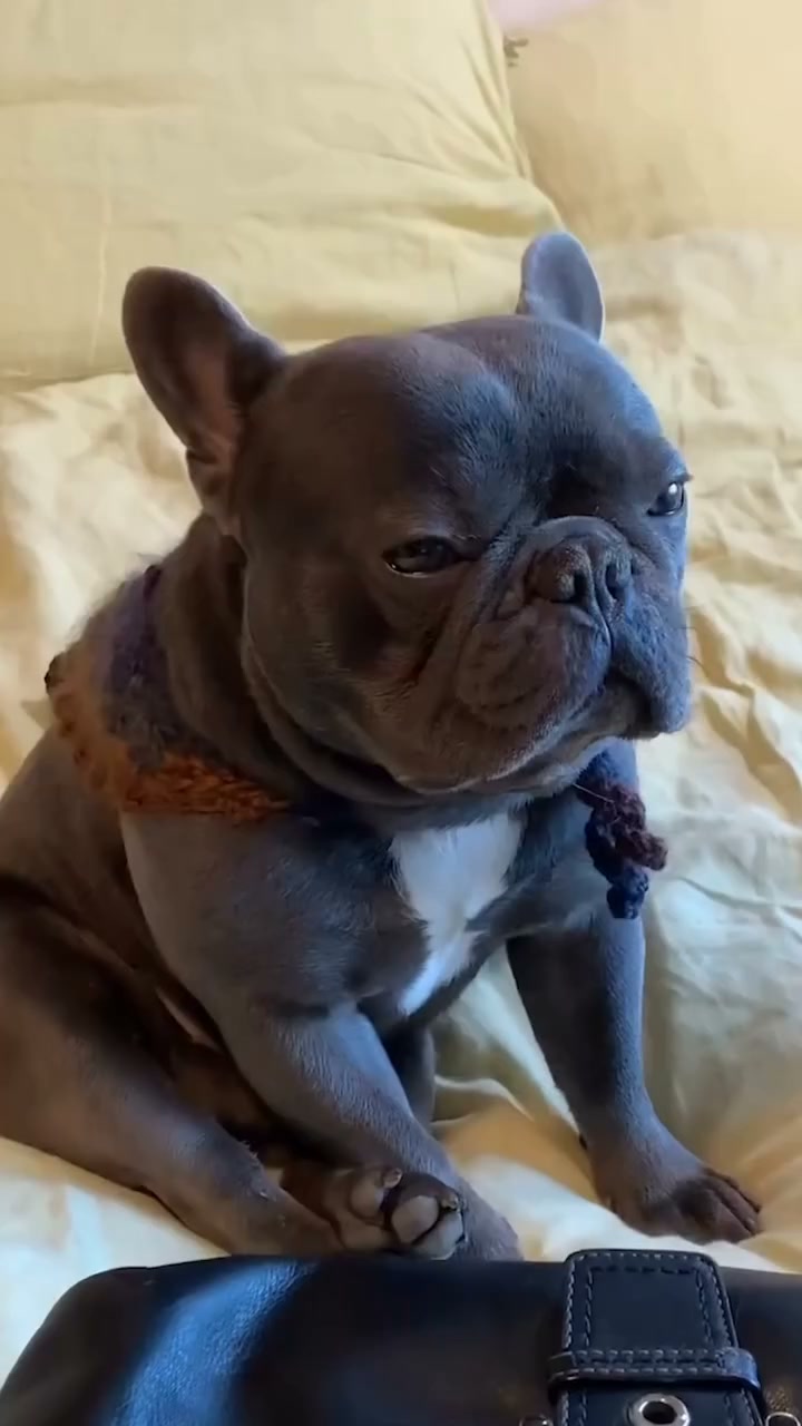 Your Frenchie deserves better.