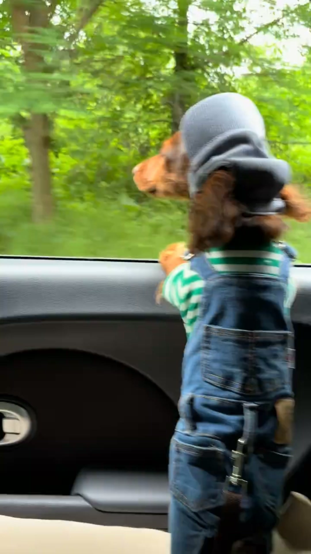 Denim Style for Your Pup