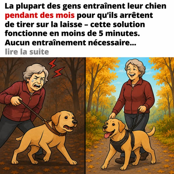 Comment empêcher son chien de tirer sur sa laisse sans dressage