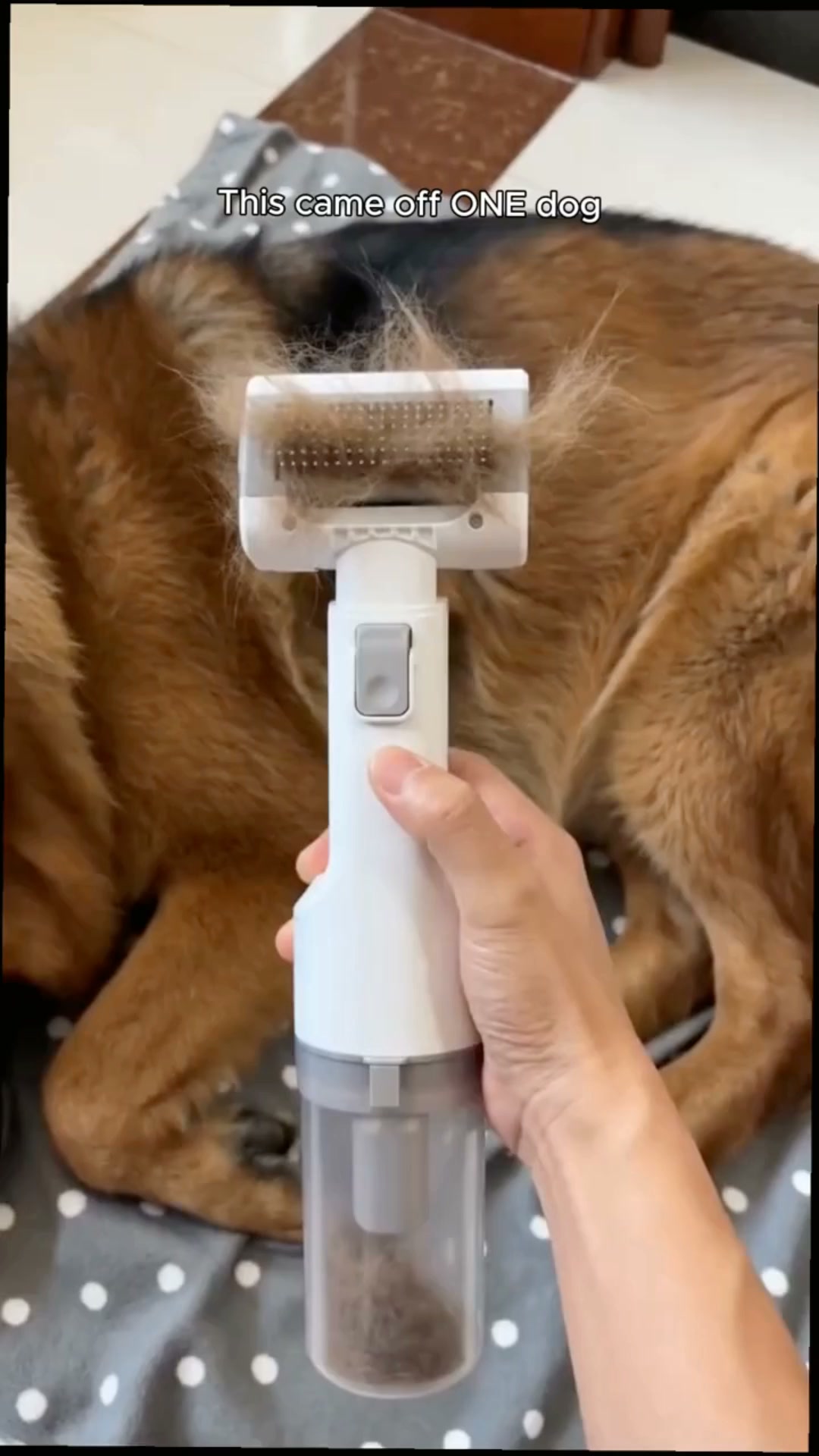 Groom Without the Fur Storm