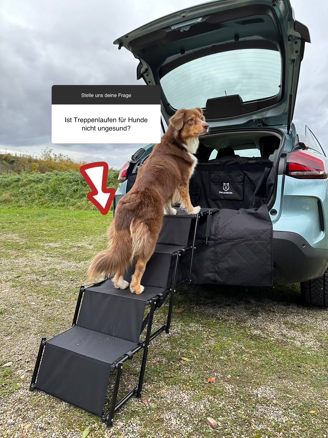 Ist Treppenlaufen für Hunde ungesund?