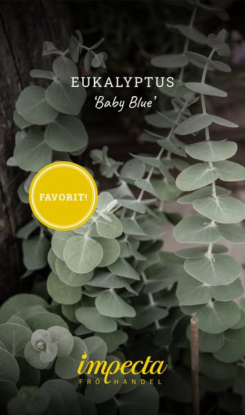 Eucalyptus Baby Blue