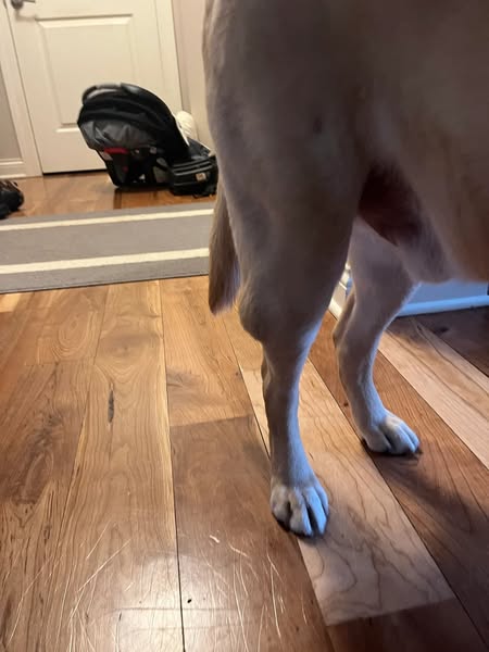 Boost Your Dog's Health Today!