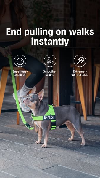 Harness the Difference – Comfort Over Collars!