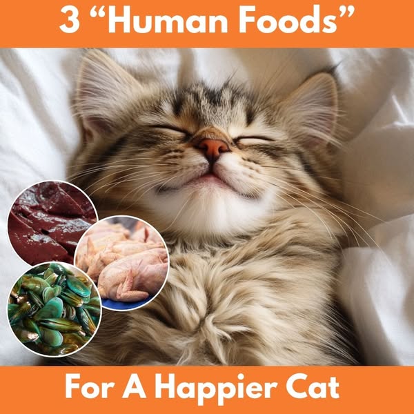 The Forgotten Foods of a Cat’s Diet