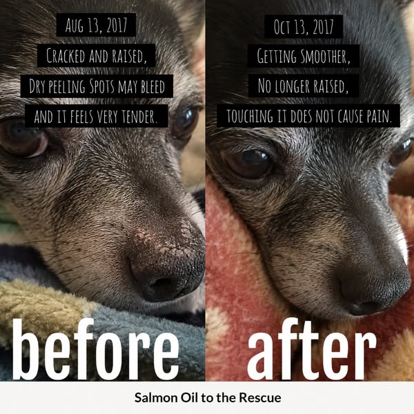 Read This If Your Senior Dog Is Moving Stiffly and Losing Coat Shine