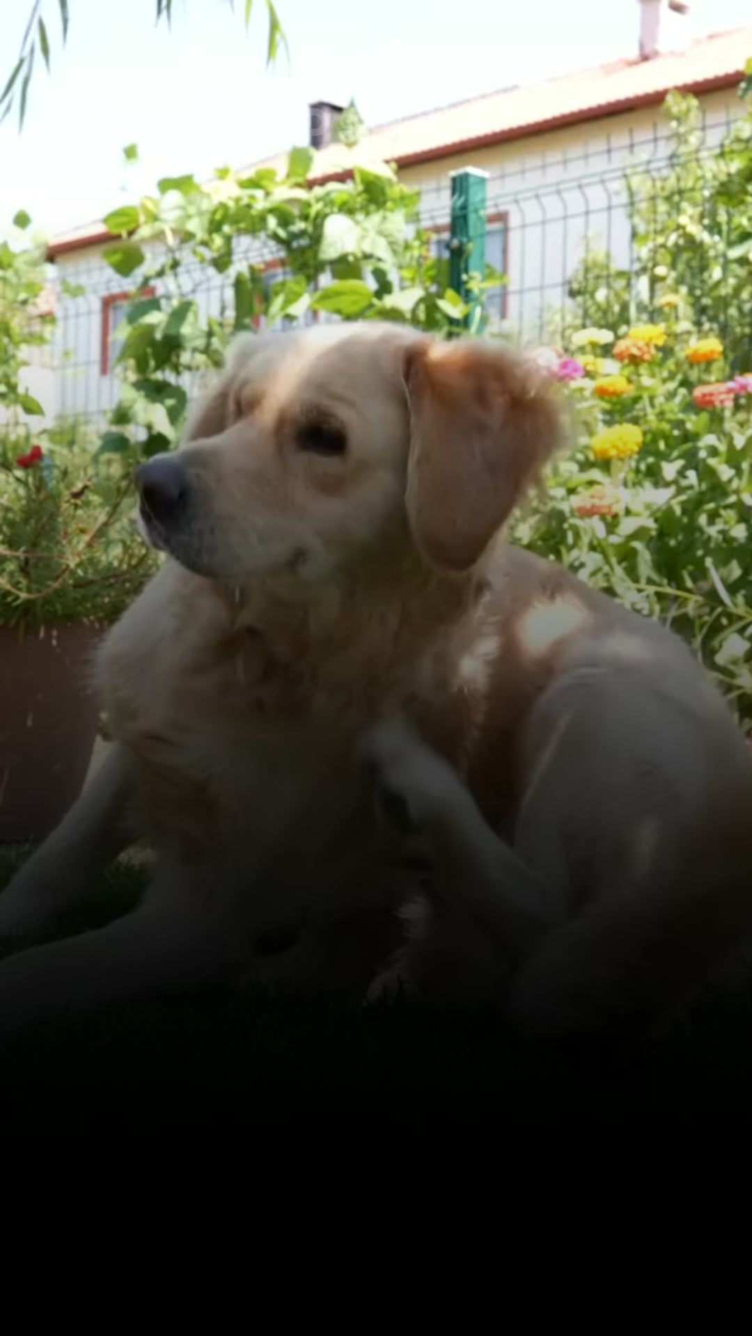 ¿Tu mascota sufre con pulgas y alergias a productos químicos?